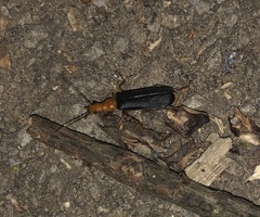Podabrus fayi