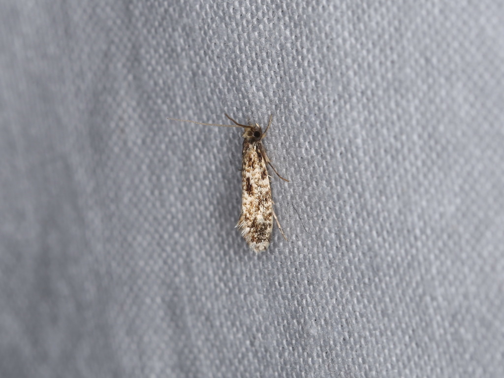 Pale Corn Clothes