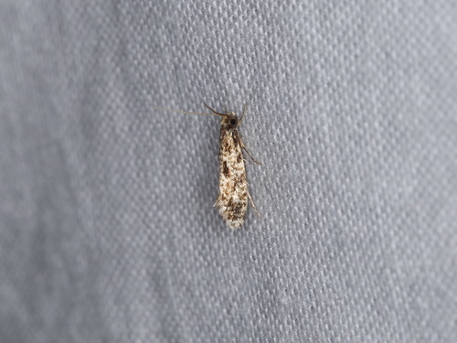 Pale Corn Clothes