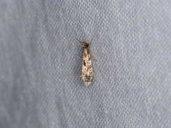 Nemapogon variatella