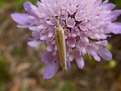 Pleurota aristella