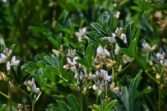 Lupinus albus