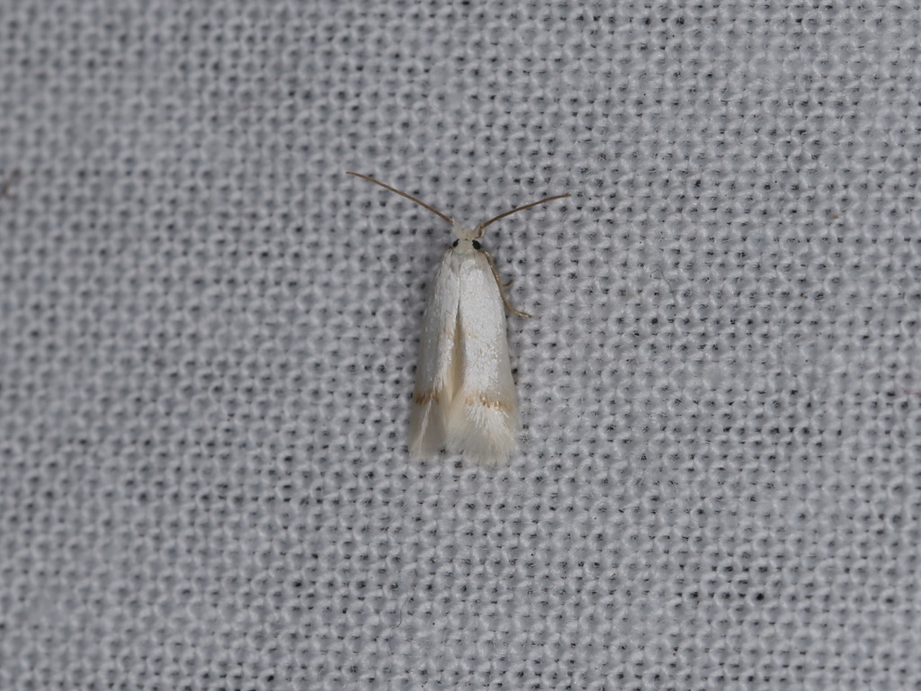 Sorrel Bent-wing