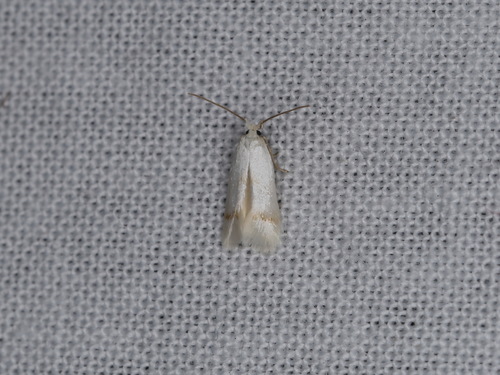 Sorrel Bent-wing