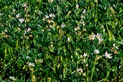 Lupinus albus