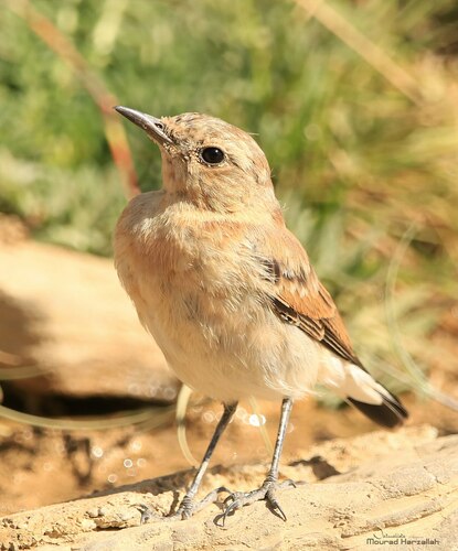 Collalba del Atlas (Oenanthe seebohmi)