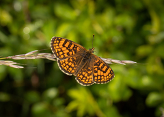 Melitaea varia