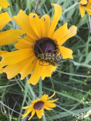 Typocerus octonotatus