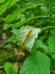 Triphragmium ulmariae