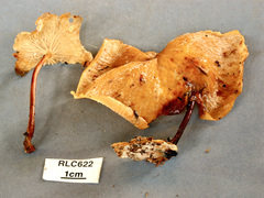 Marasmius cladophyllus