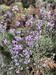 Erica hirtiflora