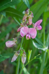 Lathyrus heterophyllus
