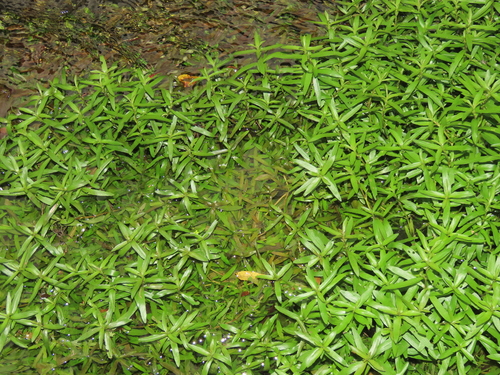 Image of Hygrophila polysperma by (c) chiuluan, some rights reserved (CC BY)