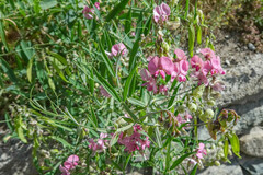Lathyrus heterophyllus