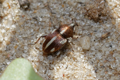 Tychius quinquepunctatus