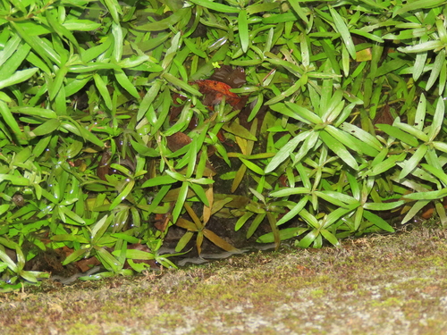 Image of Hygrophila polysperma by (c) chiuluan, some rights reserved (CC BY)