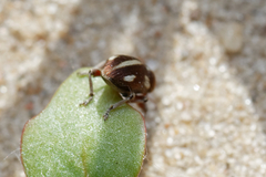 Tychius quinquepunctatus