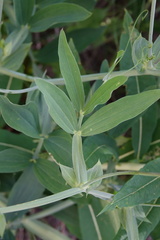 Lathyrus heterophyllus