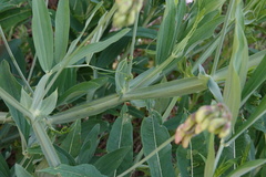 Lathyrus heterophyllus