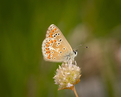 Aricia artaxerxes allous