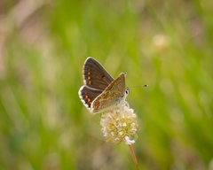 Aricia artaxerxes allous