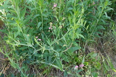 Lathyrus heterophyllus
