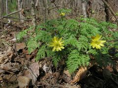 Adonis amurensis