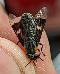 Chrysops cincticornis