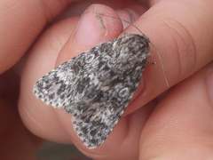 Acronicta megacephala