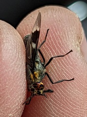 Chrysops cincticornis