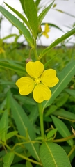 Ludwigia octovalvis