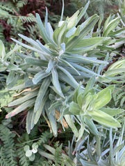 Osmitopsis asteriscoides