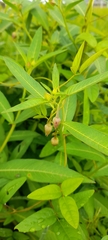 Ludwigia octovalvis
