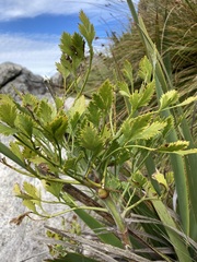 Notobubon galbanum