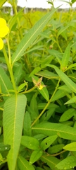 Ludwigia octovalvis