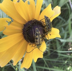 Typocerus octonotatus