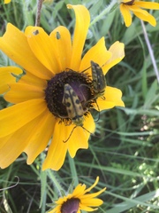 Typocerus octonotatus
