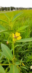 Ludwigia octovalvis