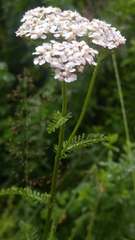 Achillea millefolium