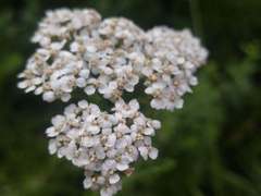 Achillea millefolium