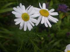 Tripleurospermum inodorum