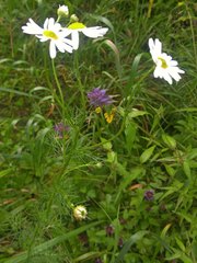 Tripleurospermum inodorum