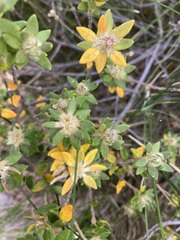 Phylica dioica