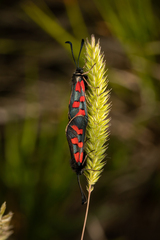 Zygaena oxytropis