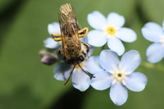 Andrena rufosignata