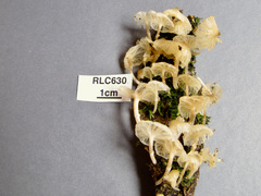 Marasmiellus volvatus