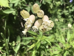 Silene vulgaris