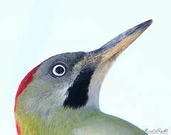 Picus vaillantii