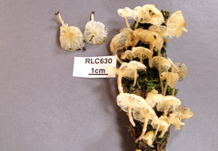 Marasmiellus volvatus