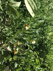 Lathyrus laevigatus occidentalis